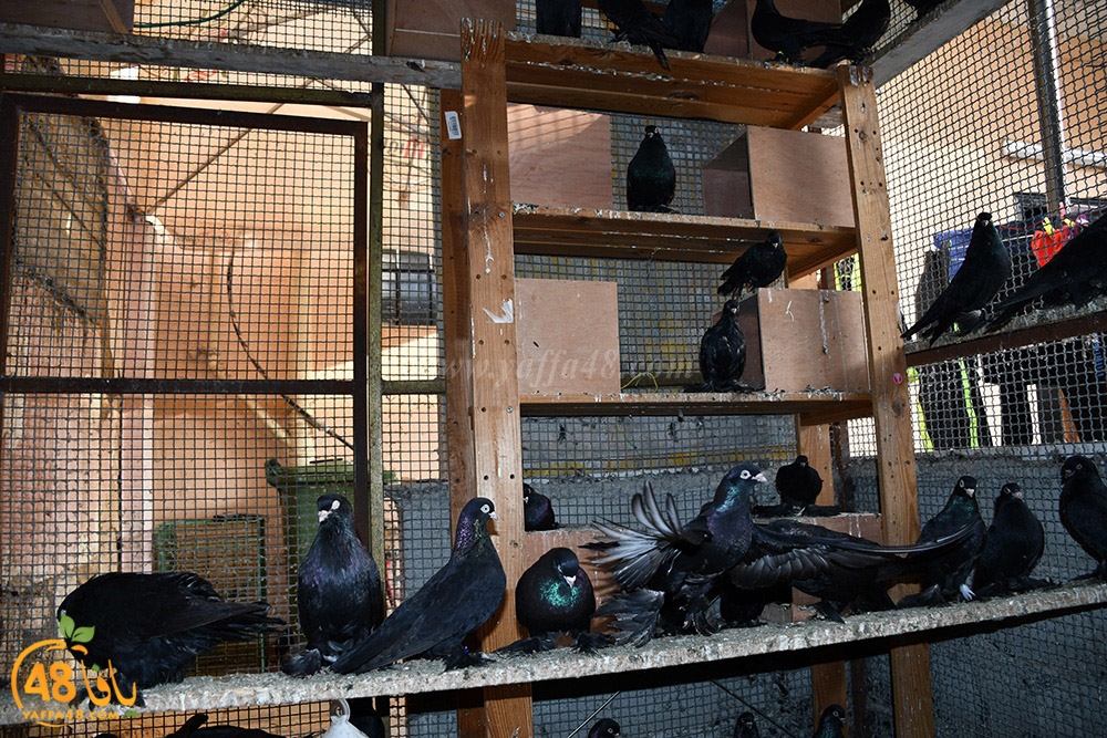 zohdi 3ashoor (76).jpeg